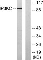 InsP 3-kinase C Polyclonal Antibody