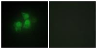 InsP5 2-kinase Polyclonal Antibody
