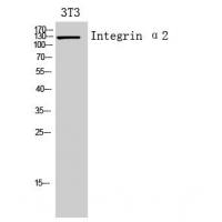 Integrin α2 Polyclonal Antibody