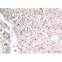 Integrin α2 Polyclonal Antibody