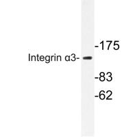 Integrin α3 Polyclonal Antibody