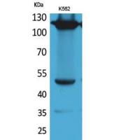 Integrin α4 Polyclonal Antibody