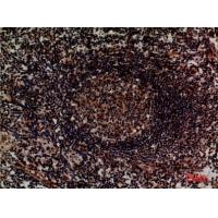 Integrin α4 Polyclonal Antibody