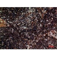 Integrin α4 Polyclonal Antibody