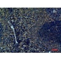 Integrin α4 Polyclonal Antibody