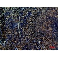 Integrin α4 Polyclonal Antibody