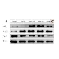 Integrin α5 Polyclonal Antibody