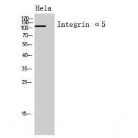 Integrin α5 Polyclonal Antibody