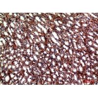 Integrin α5 Polyclonal Antibody