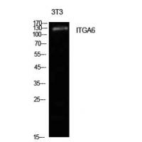 Integrin α6 Polyclonal Antibody