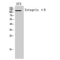 Integrin α6 Polyclonal Antibody