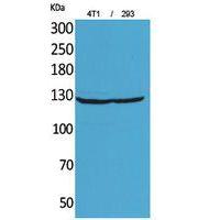 Integrin αD Polyclonal Antibody