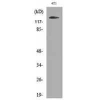 Integrin αD Polyclonal Antibody
