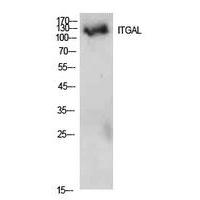 Integrin αL Polyclonal Antibody