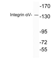 Integrin αV Polyclonal Antibody