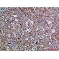 CD11c Polyclonal Antibody