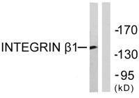 Integrin β1 Polyclonal Antibody