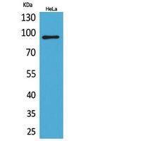 Integrin β2 Polyclonal Antibody
