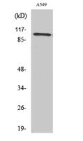 Integrin β3 Polyclonal Antibody