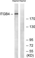 Integrin β4 Polyclonal Antibody