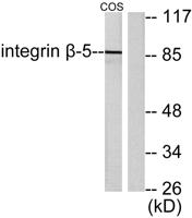 Integrin β5 Polyclonal Antibody