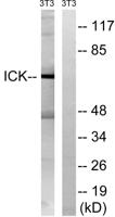 Intestinal Cell Kinase Polyclonal Antibody