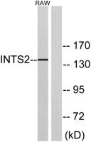 INTS2 Polyclonal Antibody