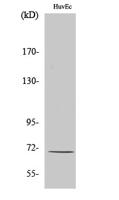 Involucrin Polyclonal Antibody