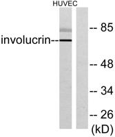 Involucrin Polyclonal Antibody