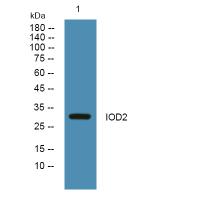 IOD2 Polyclonal Antibody