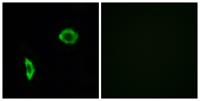 IP Receptor Polyclonal Antibody