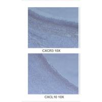 IP-10 Polyclonal Antibody