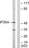IP3KA Polyclonal Antibody