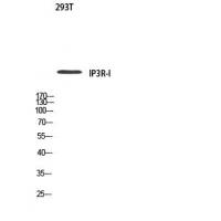 IP3R-I Polyclonal Antibody