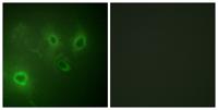 IP3R-I Polyclonal Antibody