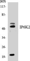 IP6K2 Polyclonal Antibody