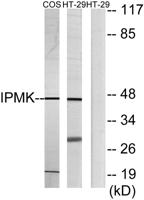 IPMK Polyclonal Antibody