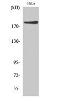 IQGAP1 Polyclonal Antibody