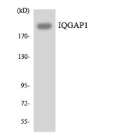 IQGAP1 Polyclonal Antibody