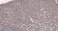 IQGAP1 Polyclonal Antibody