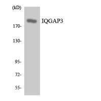 IQGAP3 Polyclonal Antibody