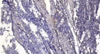 IQGAP3 Polyclonal Antibody