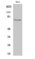 IRAK-1 Polyclonal Antibody