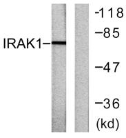 IRAK-1 Polyclonal Antibody