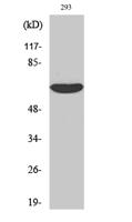 IRAK-2 Polyclonal Antibody