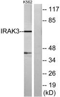 IRAK-M Polyclonal Antibody