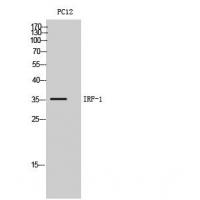 IRF-1 Polyclonal Antibody
