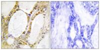 IRF-2 Polyclonal Antibody