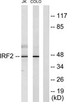 IRF-2 Polyclonal Antibody