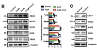IRF-3 Polyclonal Antibody